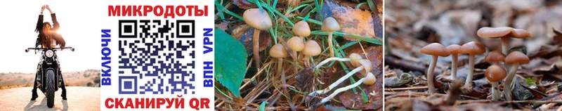 ссылка на мегу tor что такое наркотик Севск Галлюциногенные грибы Psilocybine cubensis